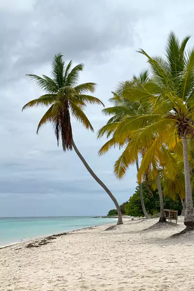 Palmen am Strand