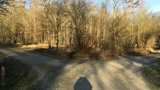 Weggabelung im Wald